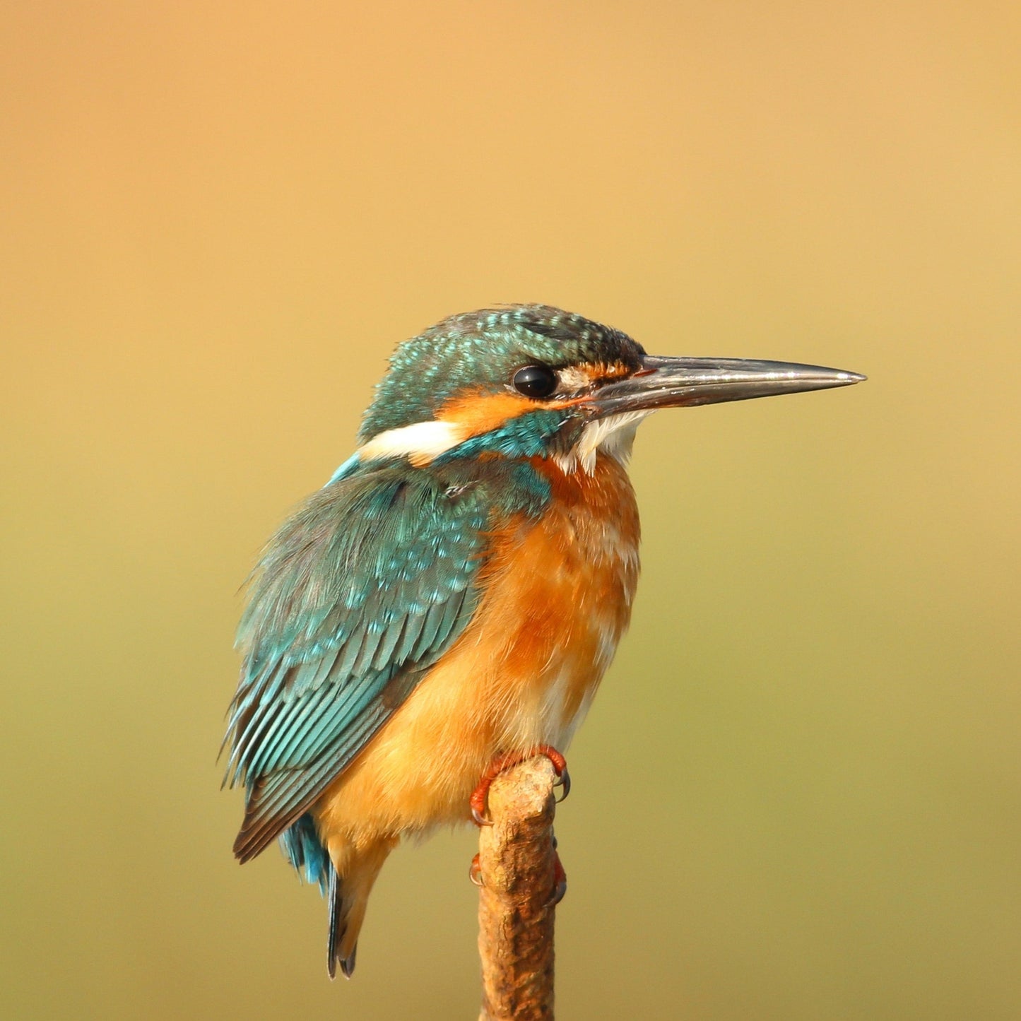 ARROW Kingfisher